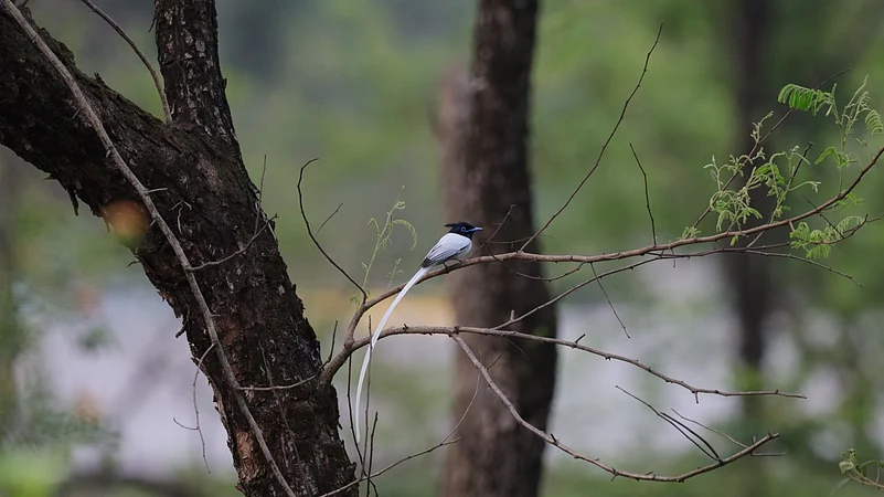 Indian Paradise Flycatcher