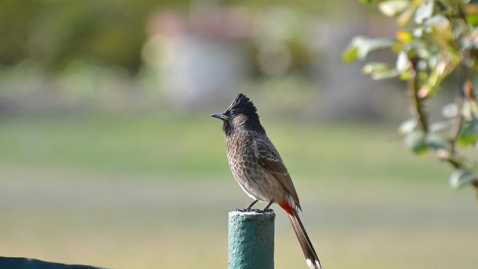 Puneet Pandit (Instagram: @eternaleverlasting) : Red-Vented Bulbul Perched in Dehradun Garden 