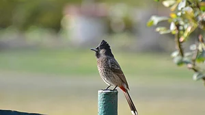 Puneet Pandit (Instagram: @eternaleverlasting) : Red-Vented Bulbul Perched in Dehradun Garden