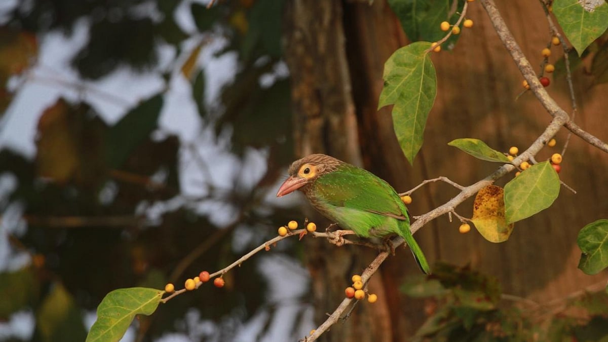 Brown-headed Barbet