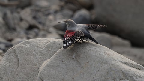 Wallcreeper