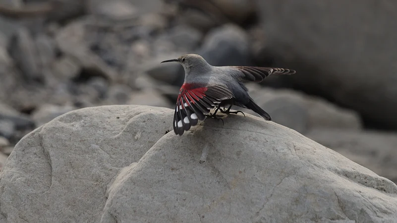 Wallcreeper