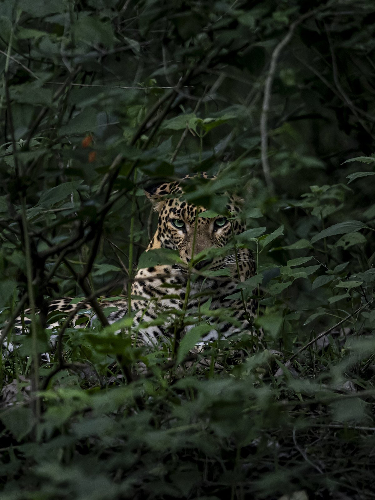 Kabini Forest Reserve (Nagarhole Tiger Reserve)