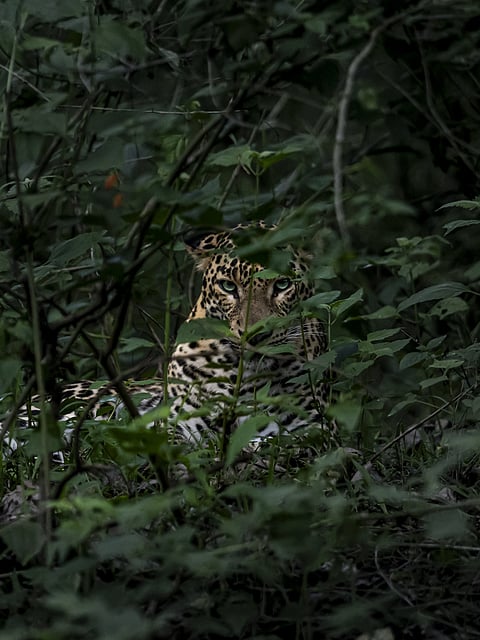 Kabini Forest Reserve (Nagarhole Tiger Reserve)