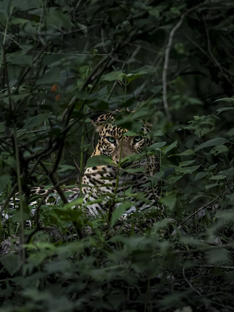 Kabini Forest Reserve (Nagarhole Tiger Reserve)