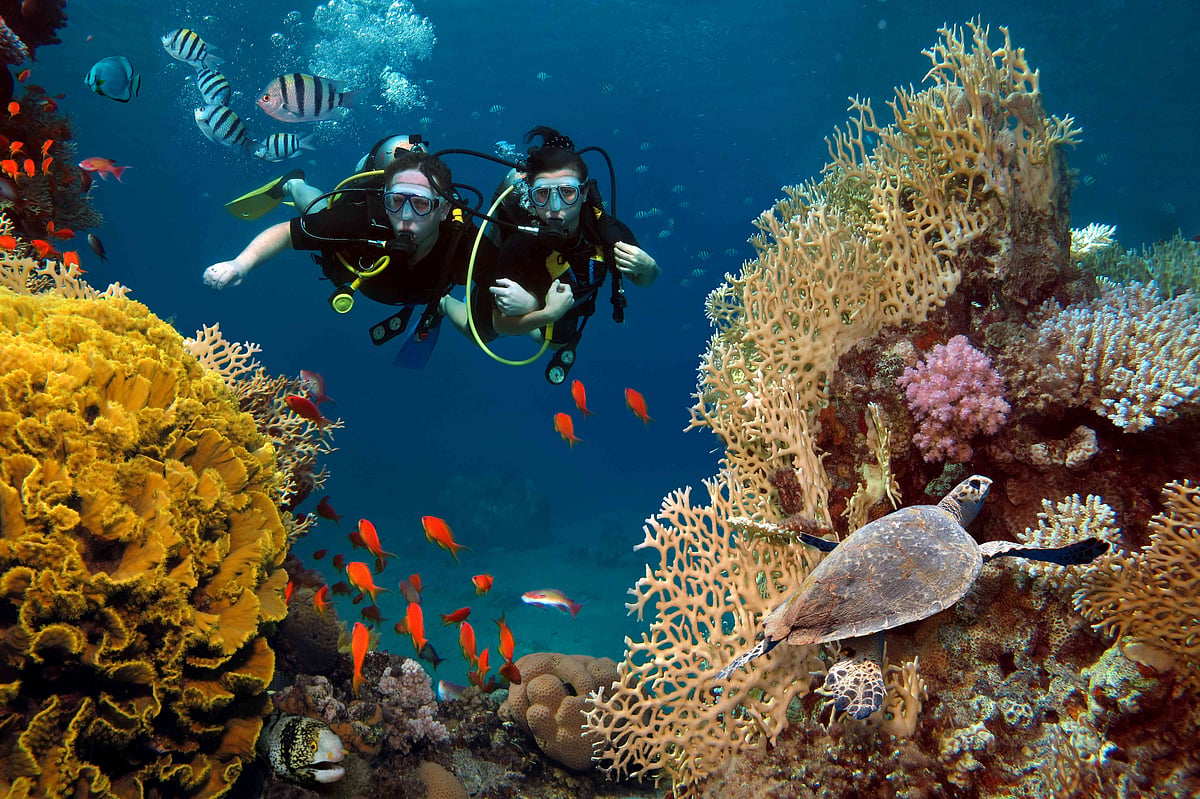 Shutterstock : Scuba diving around corals