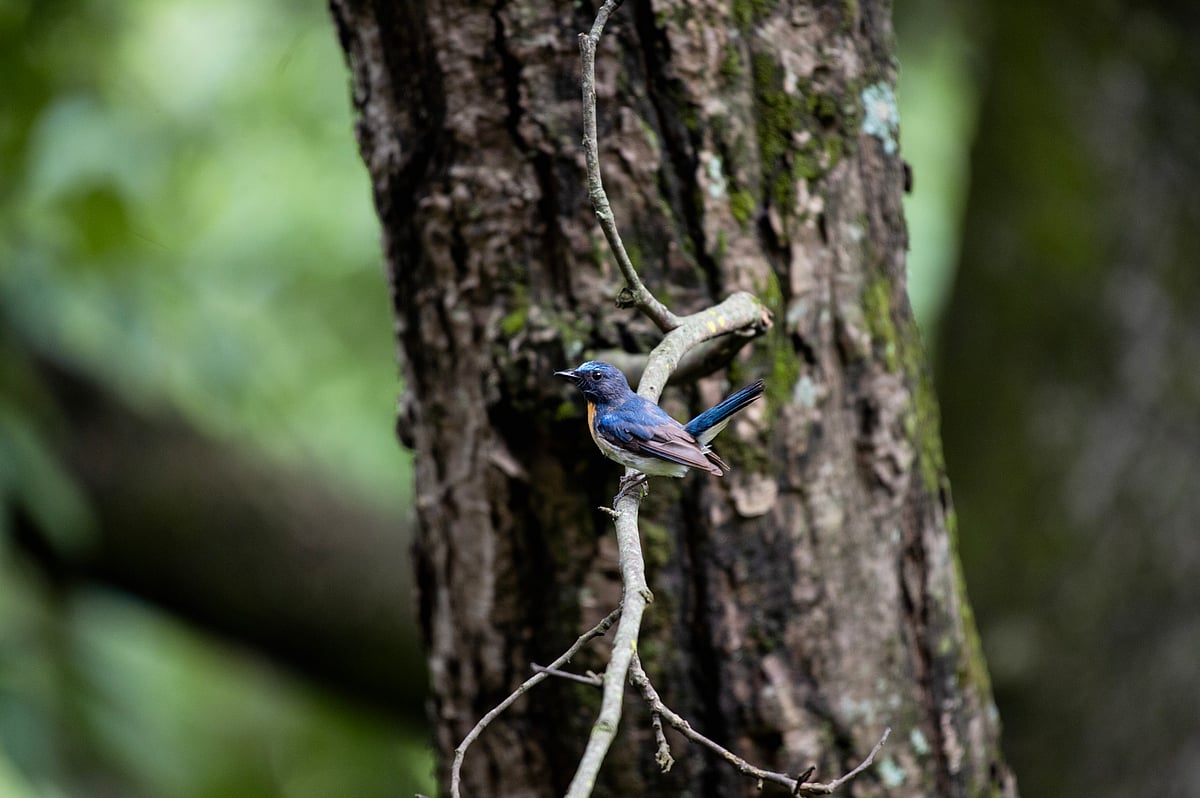 A bird spotted during a nature walk around The Sen