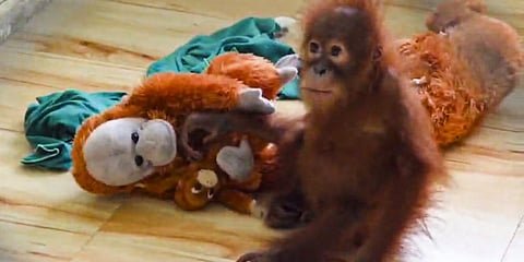 Screengrab from a video received on September 10, 2026, showing one of five baby orangutans recently rescued from Balasore district playing with soft toys inside a quarantine enclosure at Nandankanan Zoological Park in Khordha district, Odisha