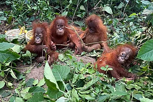 Odisha Forest Department/AFP/Getty Images : The animals were rescued from the Bichitrapur forest area on September 8