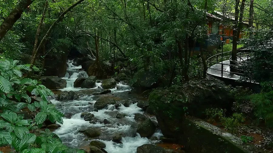 The views of the forest and natural stream at Vythiri Resort, Wayanad