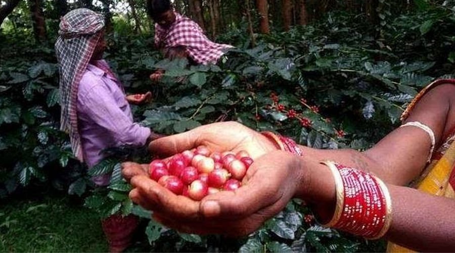 Women are intrinsic to Koraputs coffee cultivation 