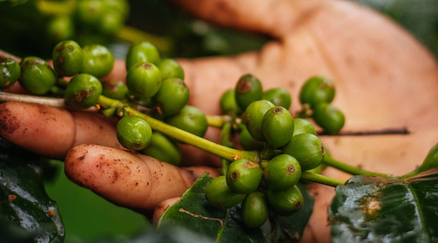 Village Square  : Koraput coffee was recently called the Pride of Odisha by the Prime Minister 
