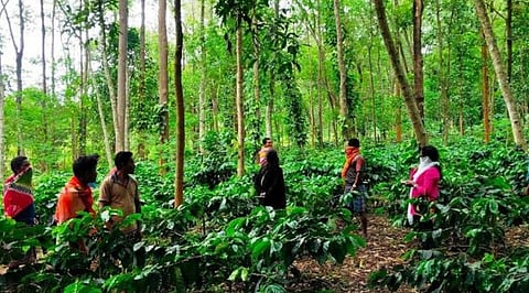Koraput provides the right temperature, elevation, and rainfall for coffee cultivation