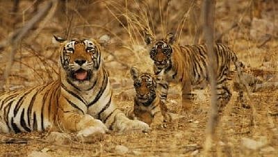 Tigers at the Indravati Reserve