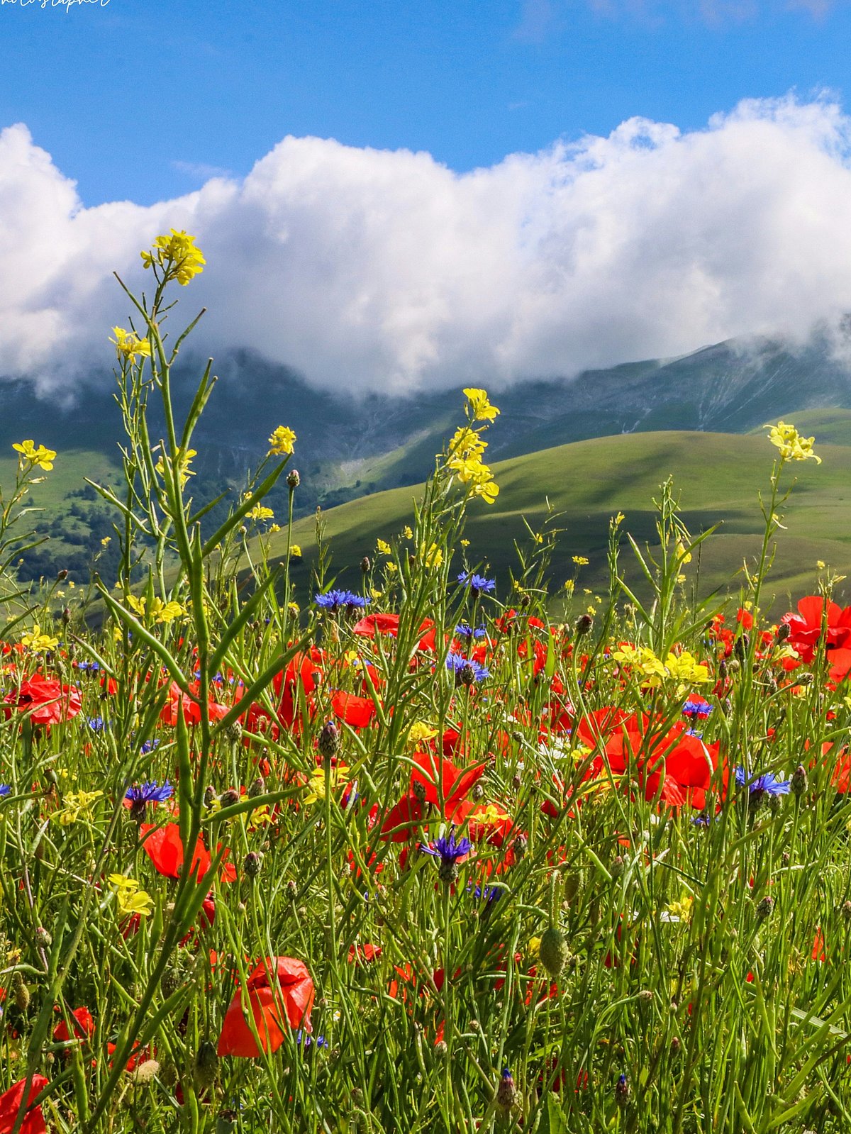 Pexels : Valley of flowers in Uttarakhand