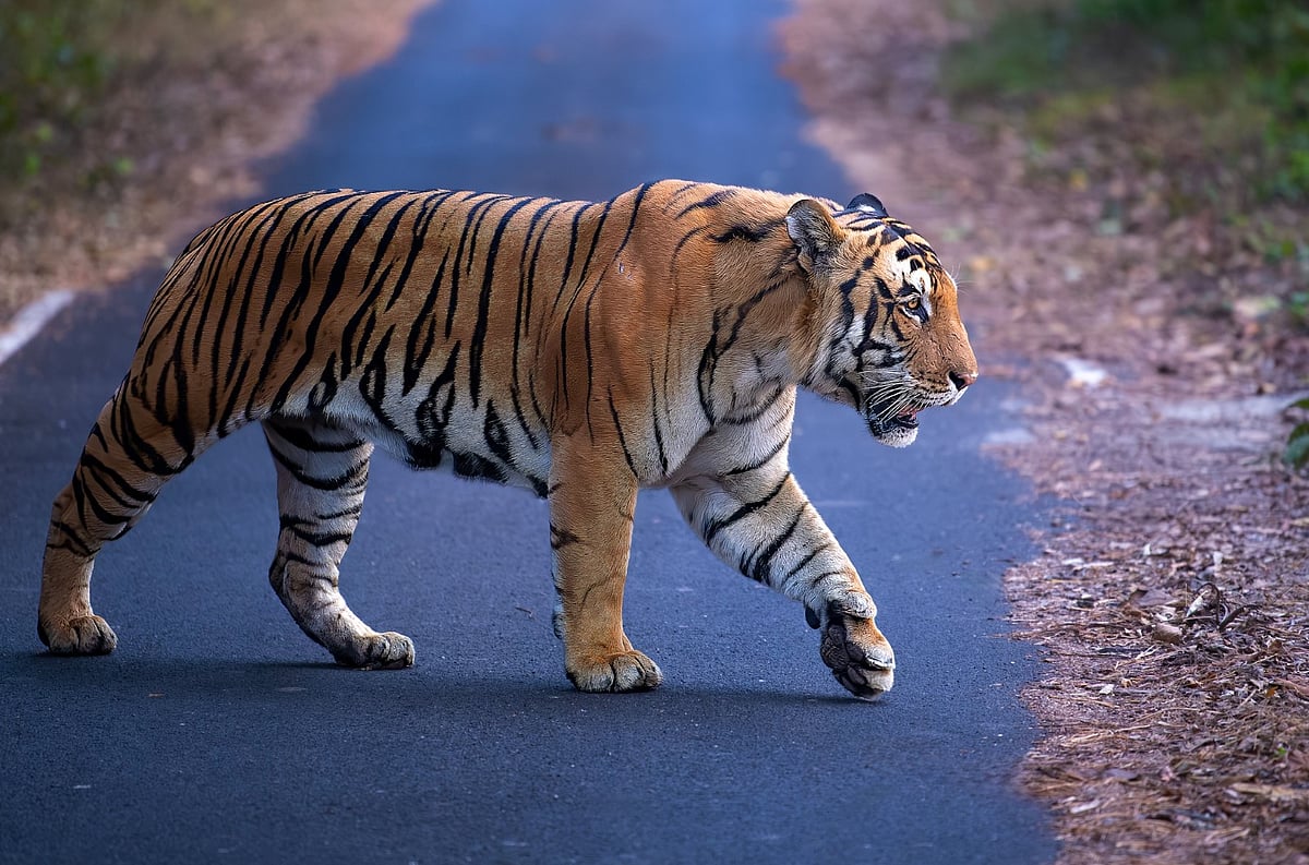 Wikipedia : Tigers in India (representational image)