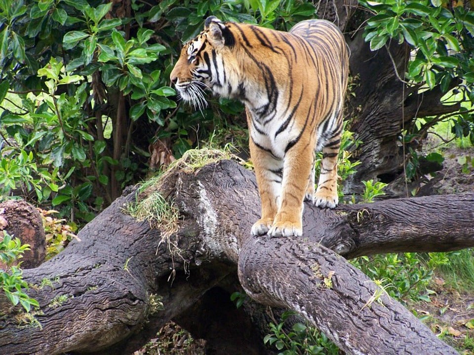 Indravati Tiger Reserve, Chhatisgarh