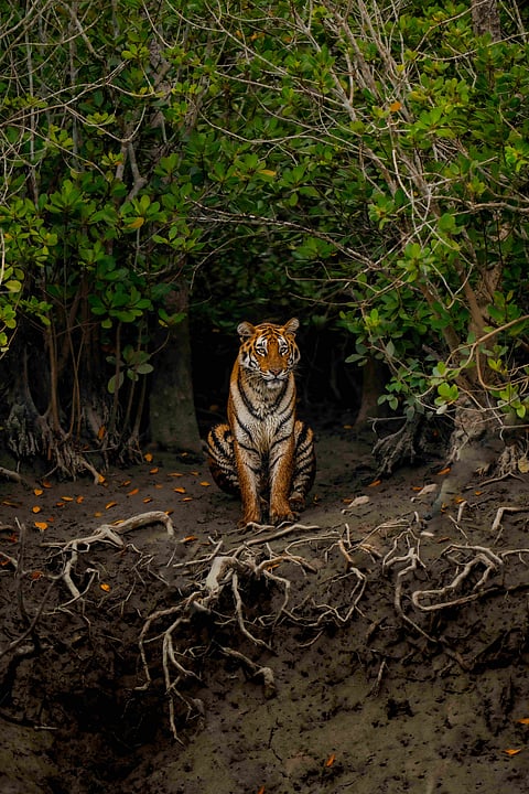 Sundarban National Park