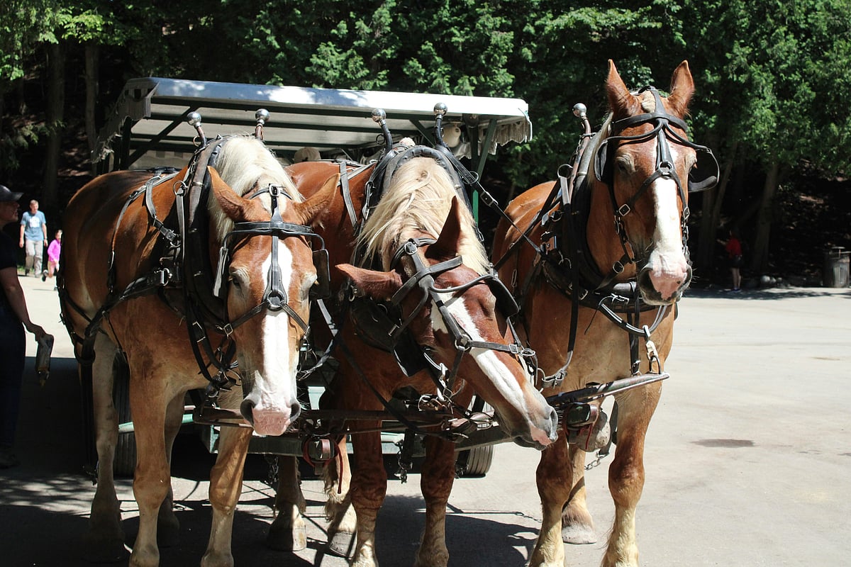 Horse-drawn vehicles handle everything from sightseeing to freight and rubbish collection