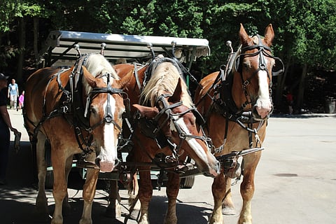 Horse-drawn vehicles handle everything from sightseeing to freight and rubbish collection