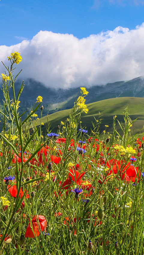 Valley of flowers in Uttarakhand