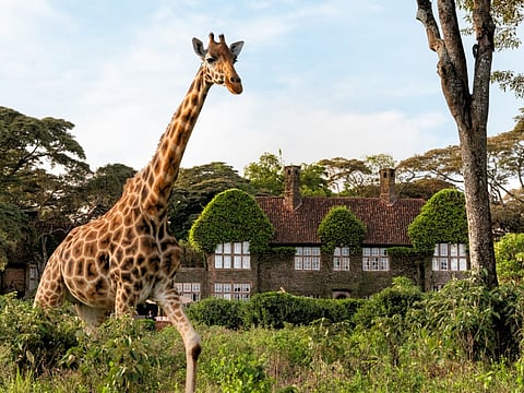 Giraffe Manor, Nairobi
