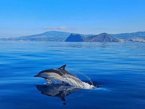 A whale at Azores Archipelago, Portugal