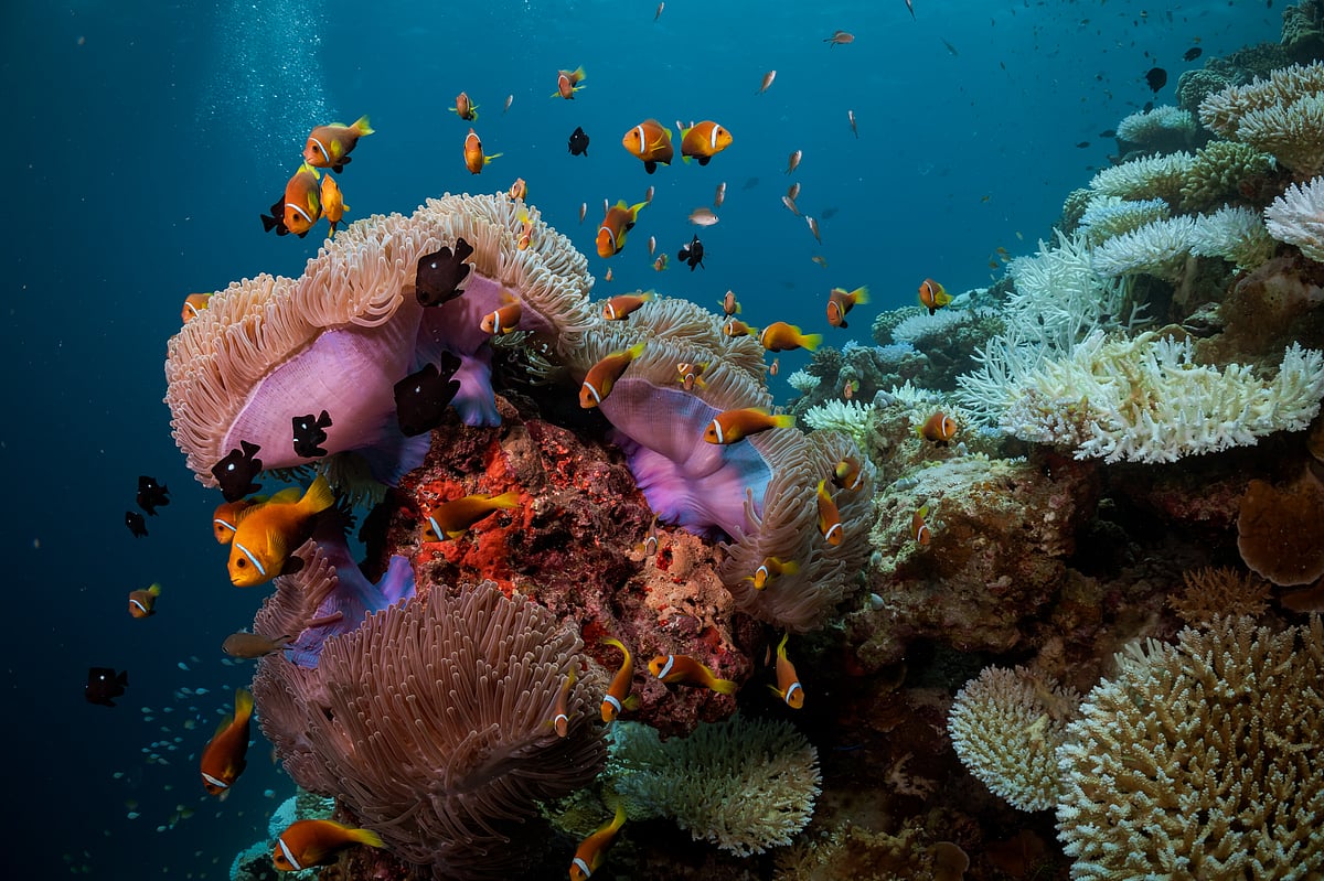 Diving is becoming part of the wider coastal holiday