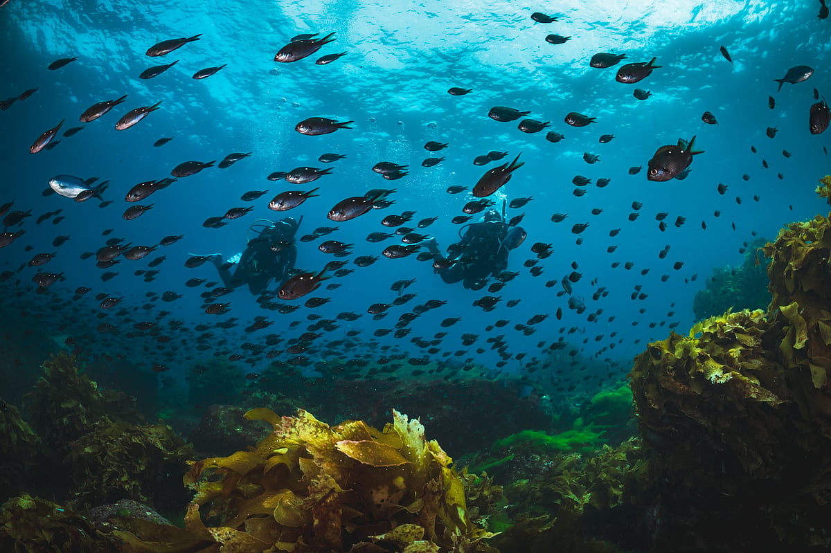 Responsible diving will be key to protecting marine ecosystems