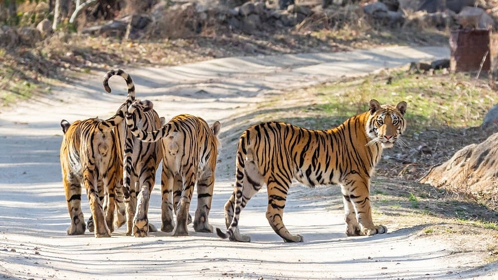 Andy Wilcock/Shutterstock : Bengal Tigers at Pench