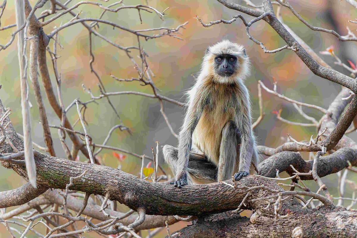 A langur in the forests of Bandhavgarh National Park
