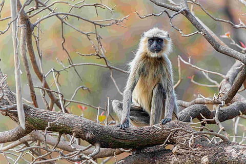 A langur in the forests of Bandhavgarh National Park