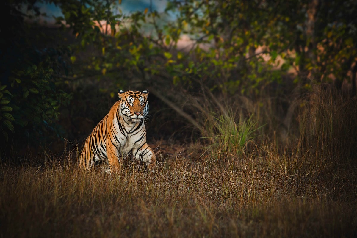 A tiger in the forests of Panna National Park