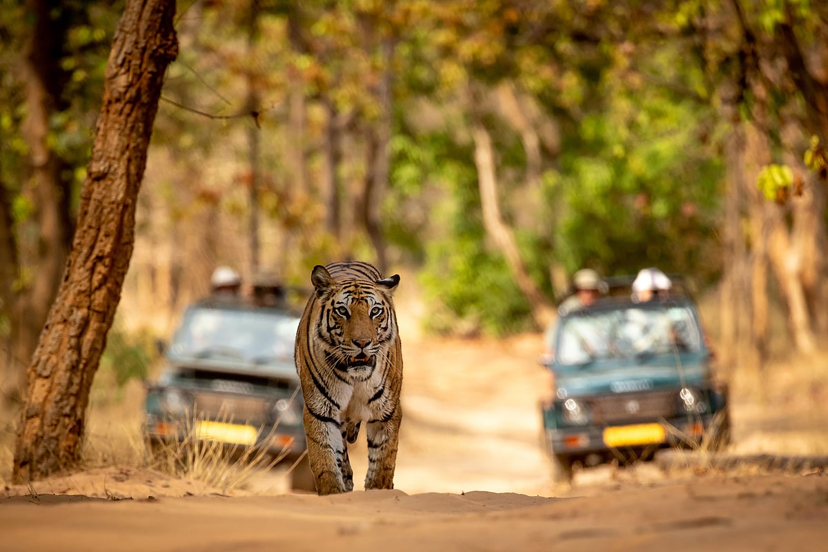 A close encounter with a tiger in Ranthambore