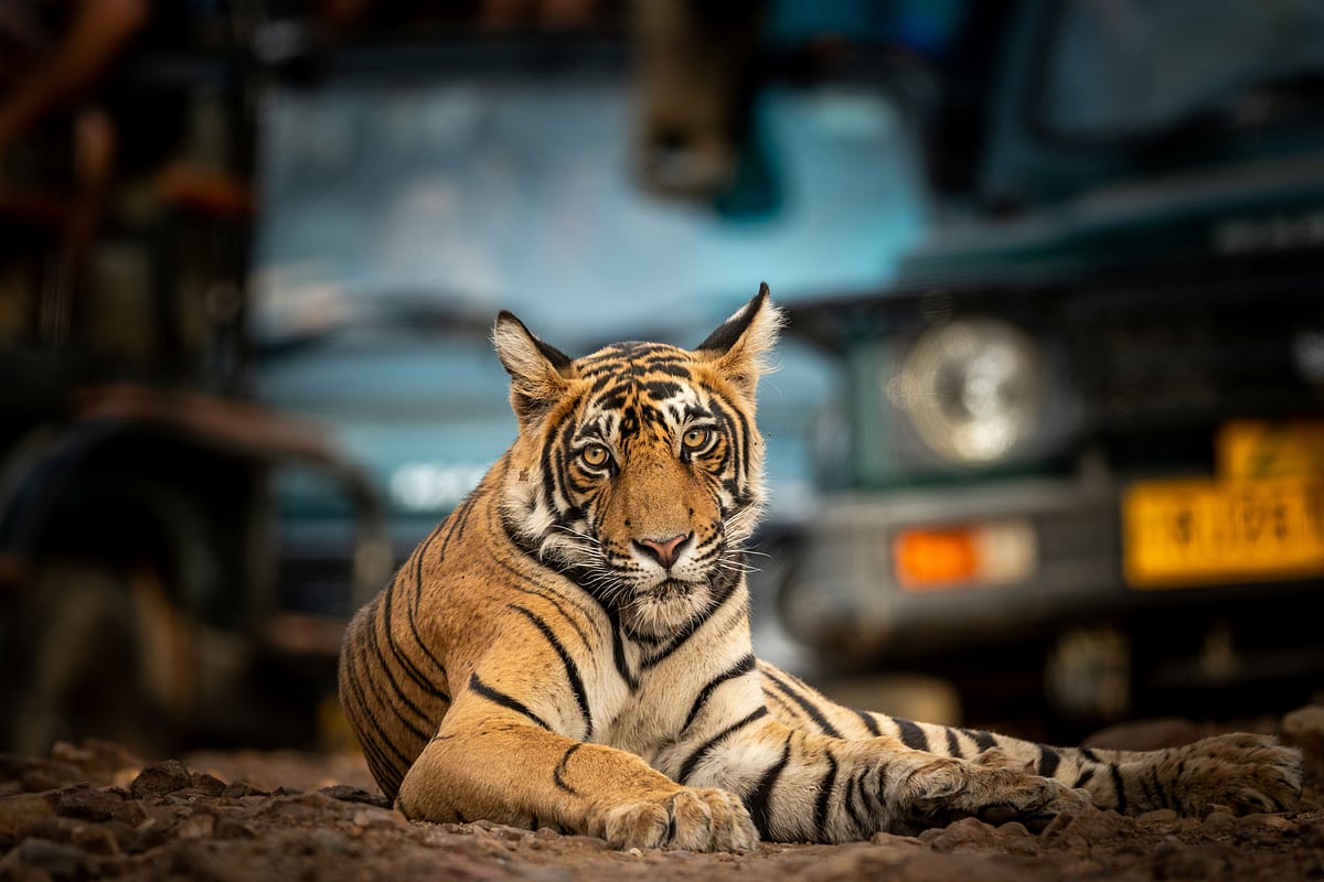Shutterstock : A tiger rests on the safari track in Ranthambore