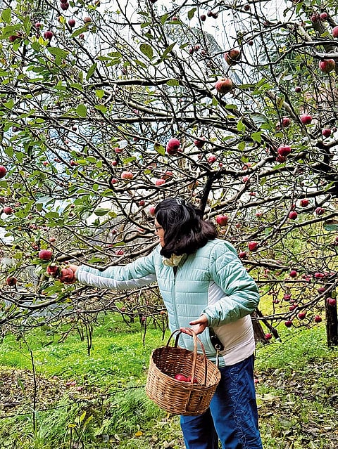 Quirky Wanderer itineraries include apple picking in Himachal Pradesh 