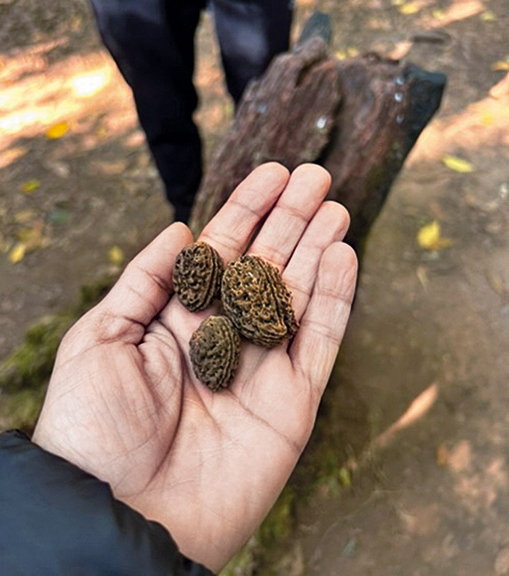 Rudraksha seeds found inside the Mawphlang Sacred Grove that have to be left where they were found
