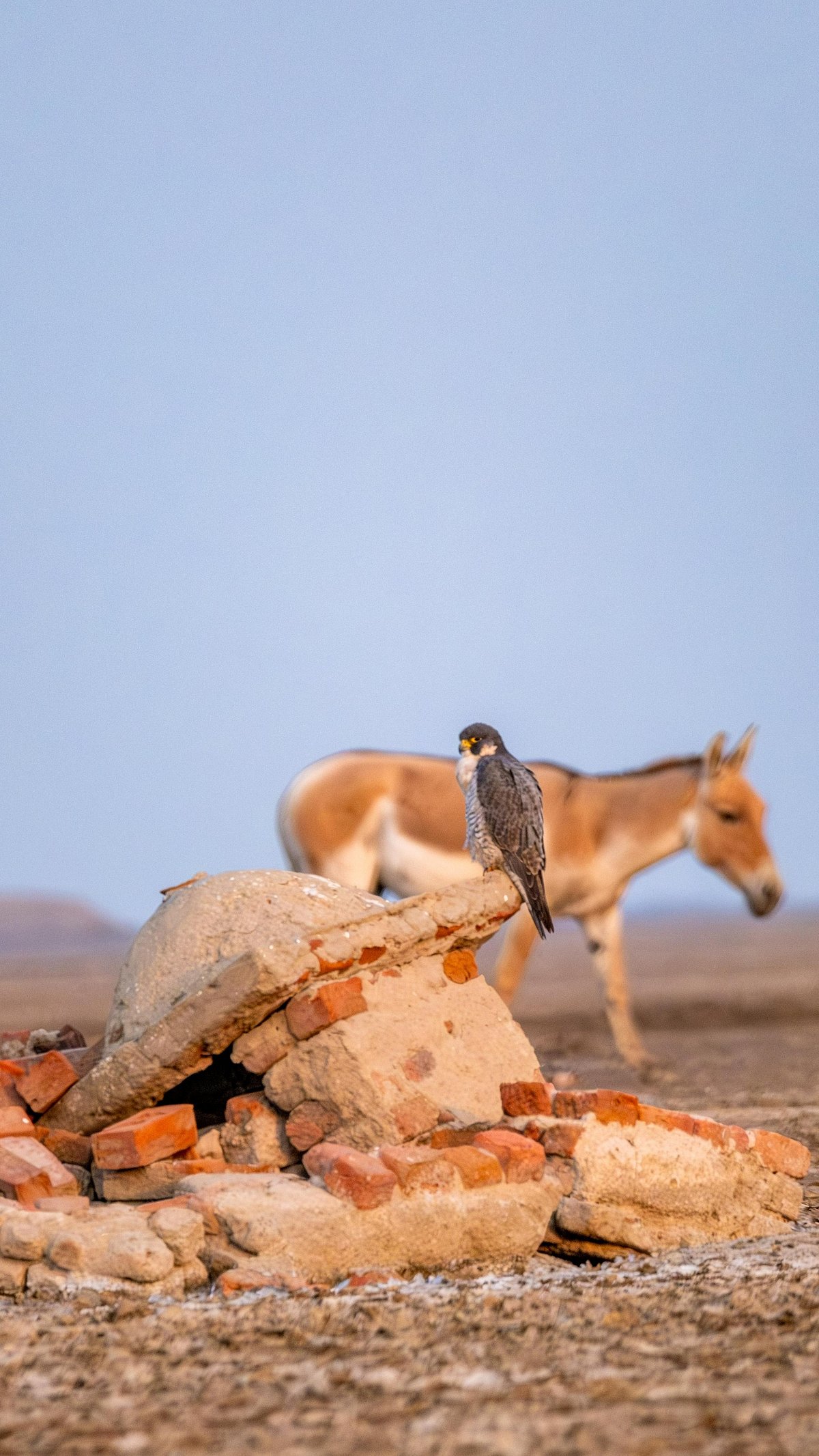 Shutterstock : Little Rann Of Kutch
