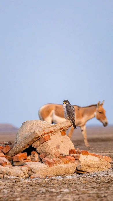 Shutterstock : Little Rann Of Kutch