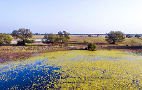 Lake in the Keolado National Park, Bharatpur