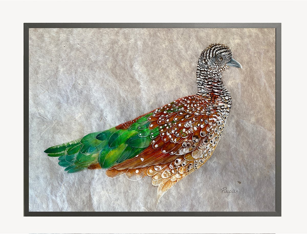 Supplied : Painted Spurfowl