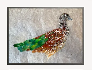 Supplied : Painted Spurfowl