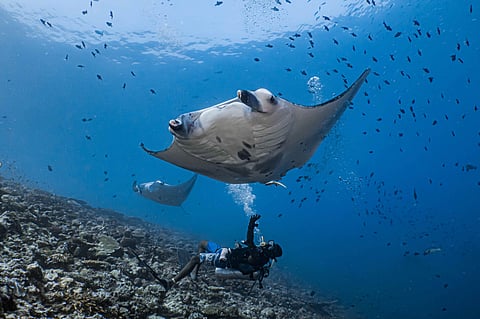 Scuba diving with an oceanic manta ray in the Maldives