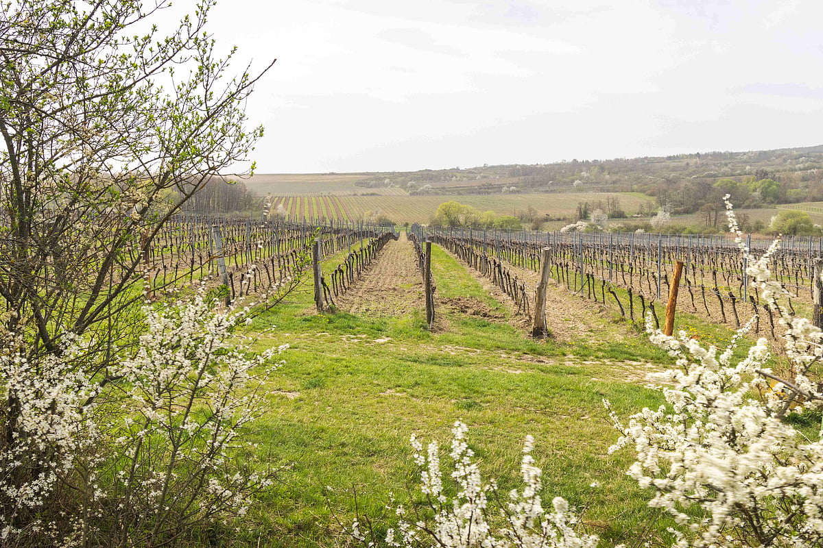 Vineyard tracks near Podyji National Park, near Znojmo