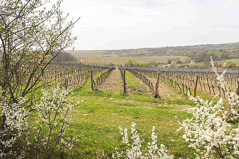 Vineyard tracks near Podyji National Park, near Znojmo