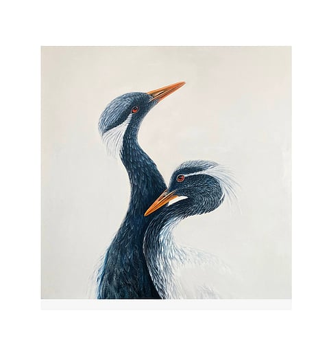 Demoiselle Crane