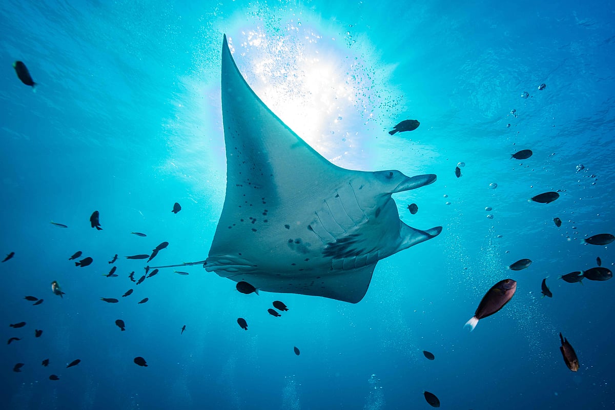 Shutterstock : An oceanic manta ray glides through the waters of the Maldives