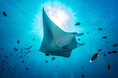 Shutterstock : An oceanic manta ray glides through the waters of the Maldives