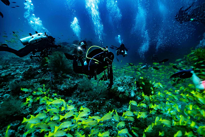 An oceanic manta ray at a cleaning station in the Maldives