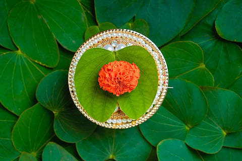 Apta leaves symbolise gold, prosperity and good fortune